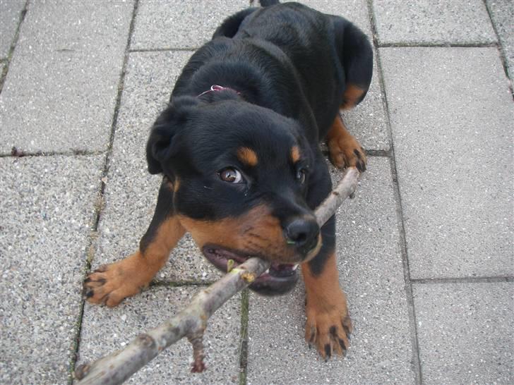 Rottweiler Abby - 14 uger  billede 8
