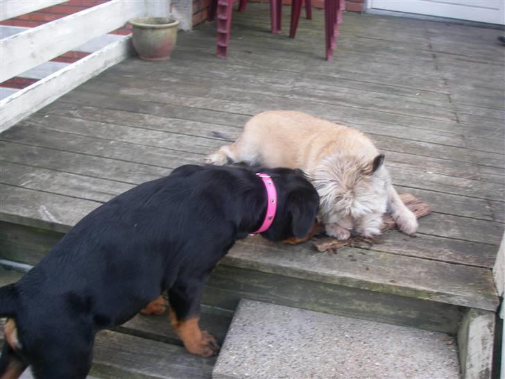 Rottweiler Abby - Abby 14uger & Futte 12 år :b billede 9