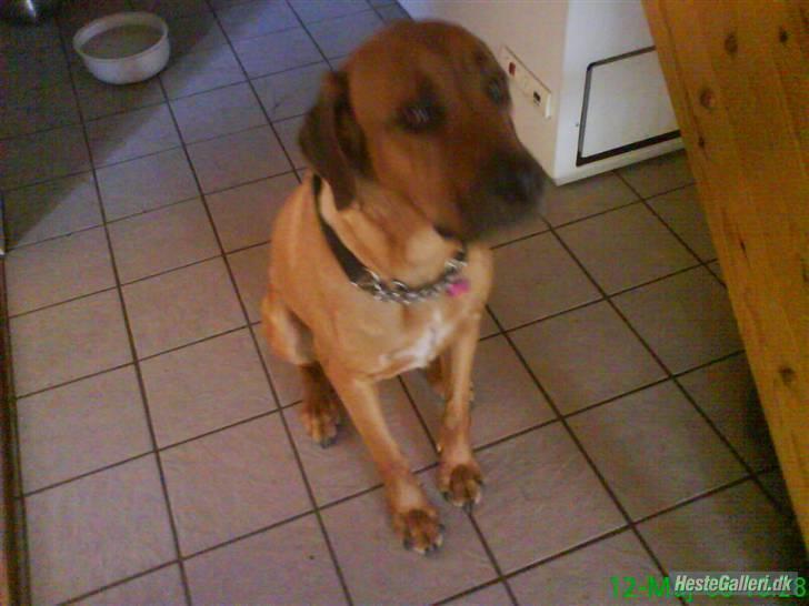 Broholmer Stampe billede 1