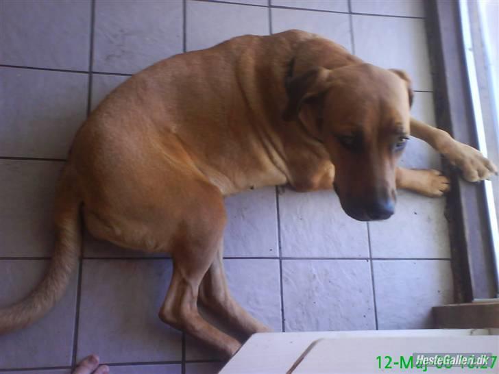 Broholmer Stampe billede 2