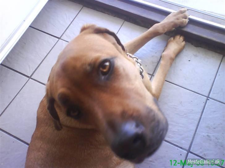 Broholmer Stampe billede 3