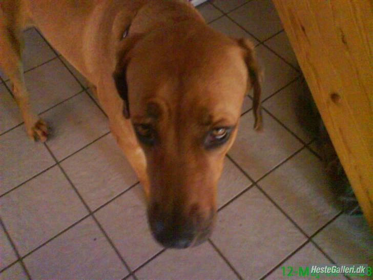 Broholmer Stampe billede 4