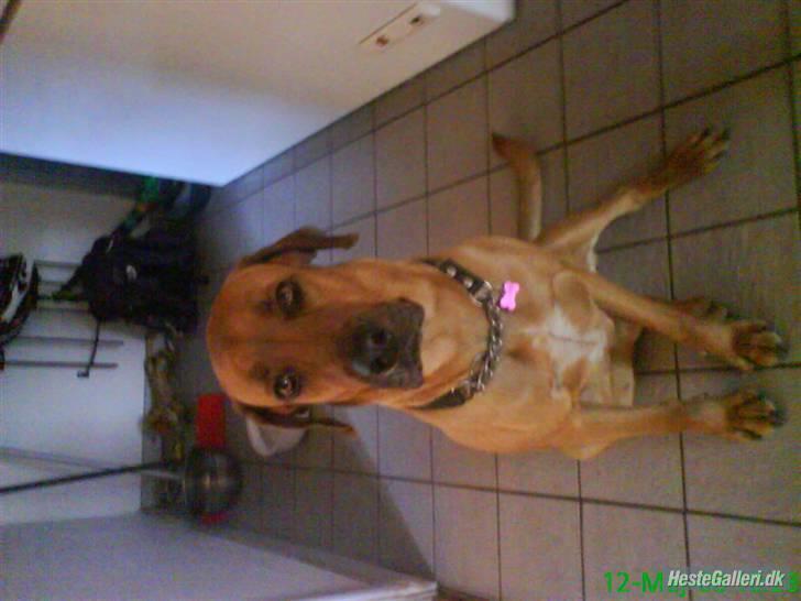 Broholmer Stampe billede 5