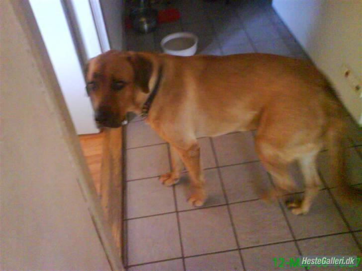 Broholmer Stampe billede 6