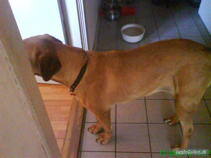 Broholmer Stampe billede 7