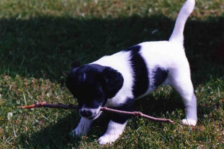 Blanding af racer Fido R.I.P - Mini Fido ^^ billede 14