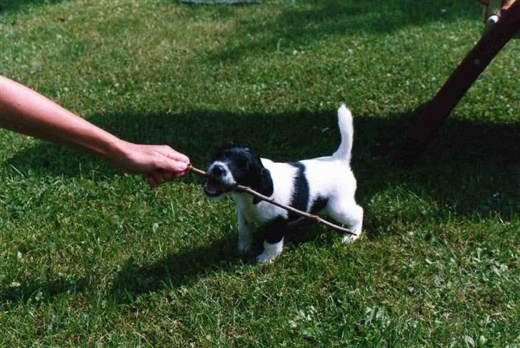 Blanding af racer Fido R.I.P billede 17