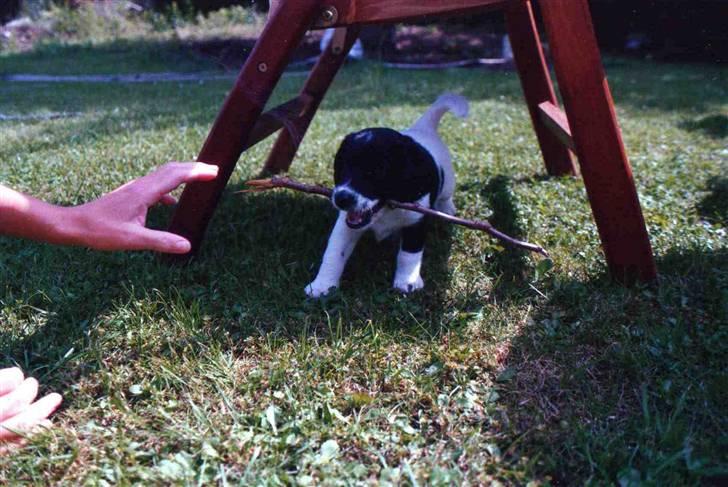 Blanding af racer Fido R.I.P billede 18