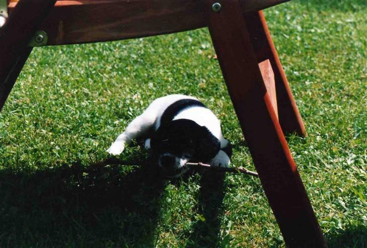 Blanding af racer Fido R.I.P billede 19