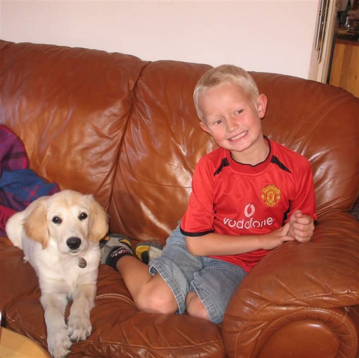 Golden retriever Sika billede 15