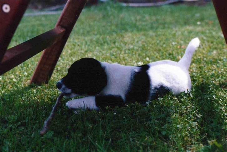 Blanding af racer Fido R.I.P billede 20