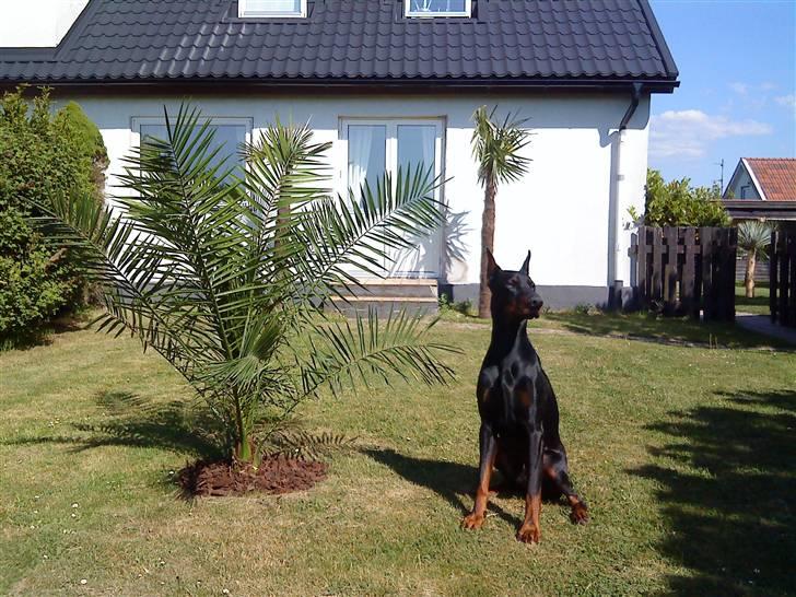 Dobermann Cobra billede 19