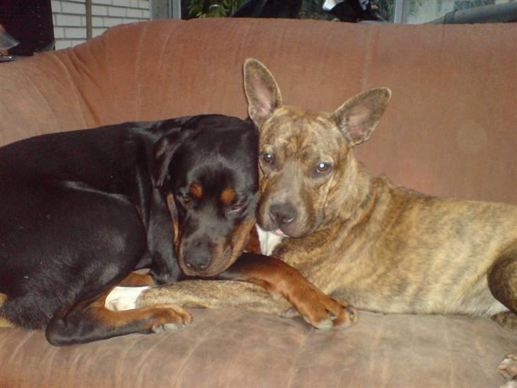 Amerikansk staffordshire terrier Chewie billede 20