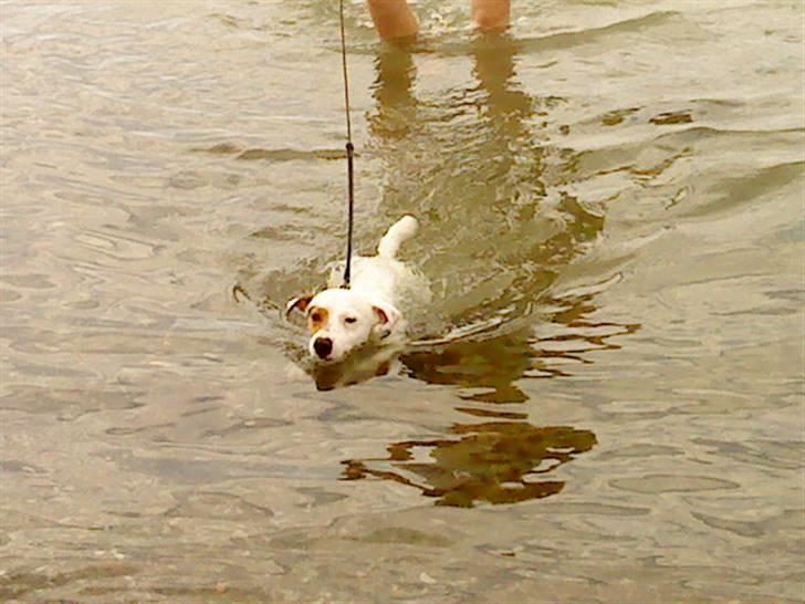 Jack russell terrier lille lindholds Laban - laban ELSKER og bade billede 4