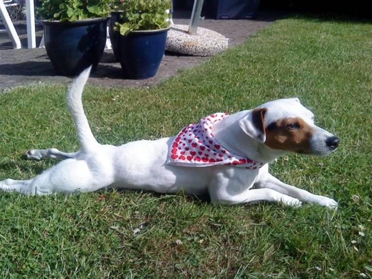 Jack russell terrier lille lindholds Laban - kaban ELSKER og kravle billede 5