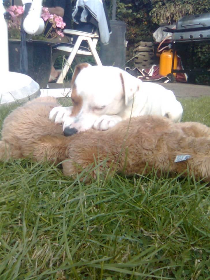 Jack russell terrier lille lindholds Laban - nu har jef fangert dig bamse far ! billede 6