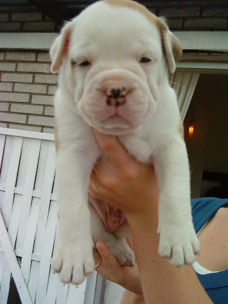 Olde english bulldogge Dexter - R.I.P billede 1