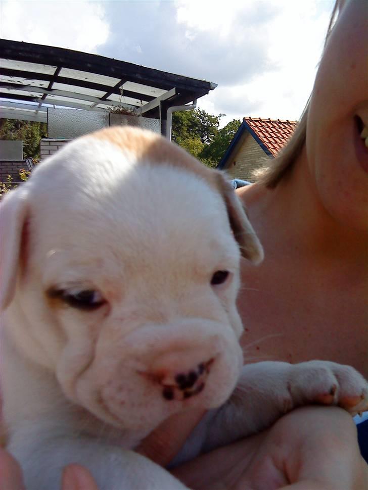 Olde english bulldogge Dexter - R.I.P - jeg kan godt se sølle ud... billede 2