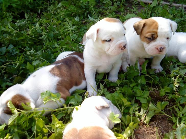 Olde english bulldogge Dexter - R.I.P - Dexter i midten, med sine søskende omkring sig billede 3