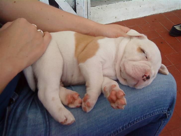 Olde english bulldogge Dexter - R.I.P billede 4