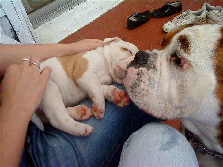 Olde english bulldogge Dexter - R.I.P billede 5