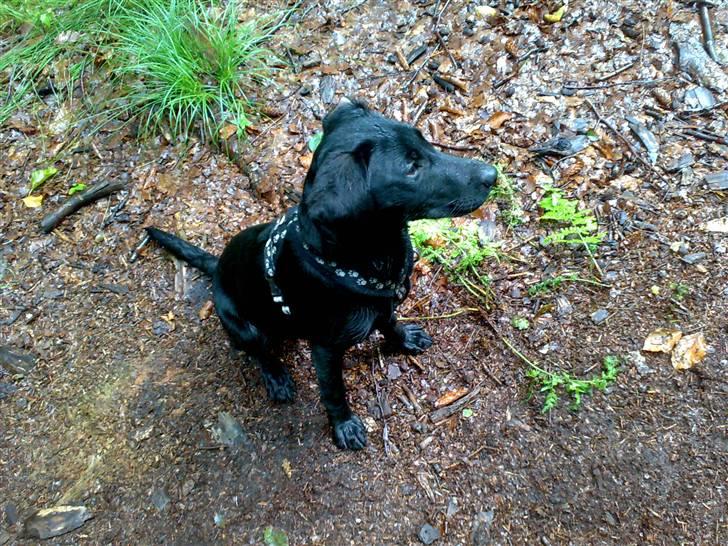 Labrador retriever Formel 1 - Becca - 18 uger billede 1