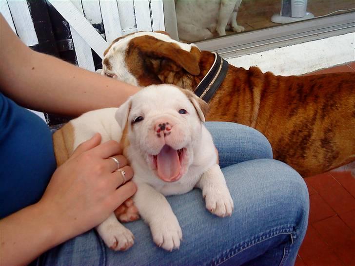 Olde english bulldogge Dexter - R.I.P - At gabe billede 6