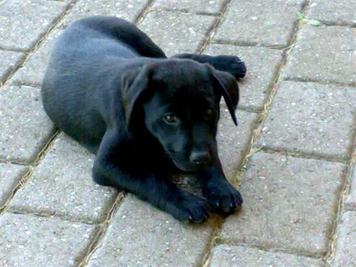 Labrador retriever Formel 1 - Becca - 8 uger - ugen hvor vi fik hende billede 2