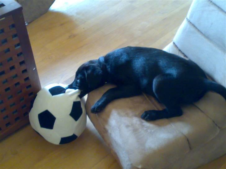 Labrador retriever Formel 1 - Becca - 10 uger - Har fået en stofbold at lege med (holdt 14 dage) billede 3