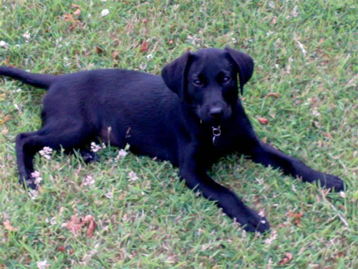 Labrador retriever Formel 1 - Becca - 12 uger billede 4