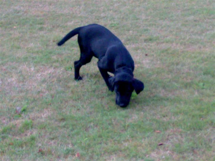 Labrador retriever Formel 1 - Becca - 14 uger - Så bliver der søgt efter mad billede 5