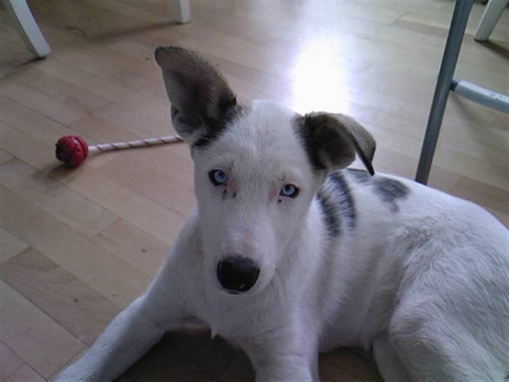 Alaskan husky Venus billede 1