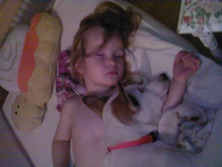 Alaskan husky Venus - Der er nu intet som at putte på sofaen efter en lang dag. billede 2