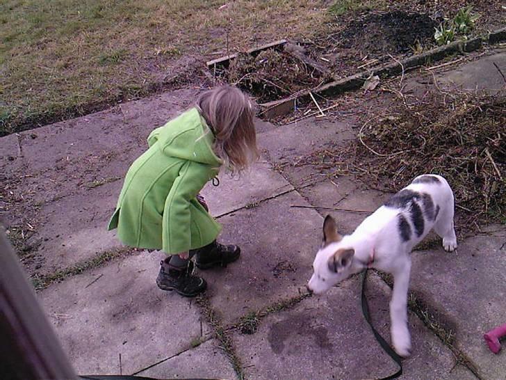 Alaskan husky Venus - Tror nok den lille pjevs er ved at lære at sitte. billede 3