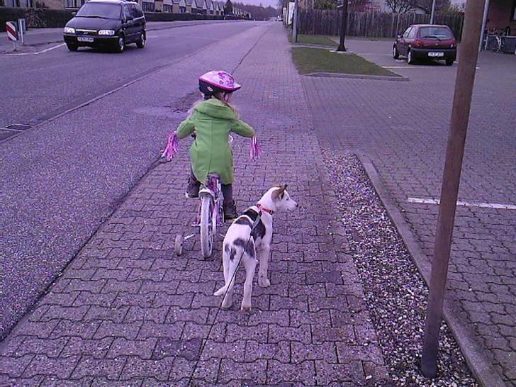 Alaskan husky Venus - Husk at kigge efter biler.  billede 4