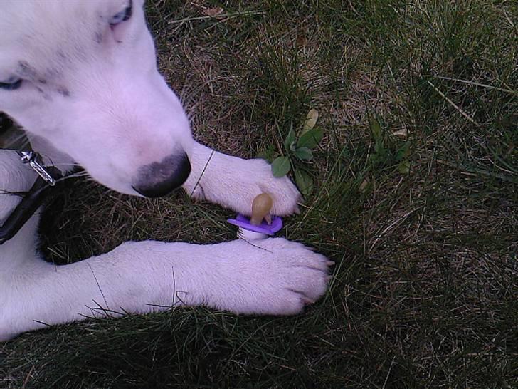 Alaskan husky Venus - mmm en sut hun fandt da vi var ude at gå tur. Hun prøvede at gemme den fra os.  billede 5