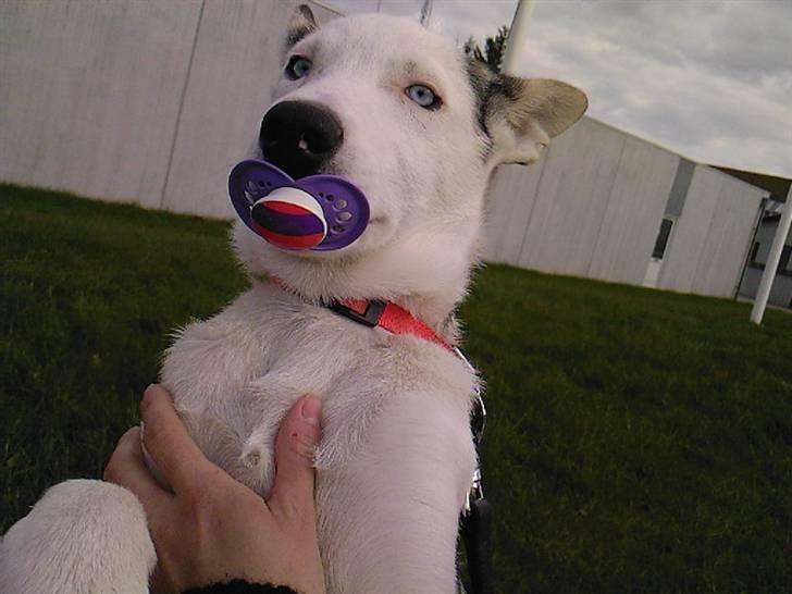 Alaskan husky Venus - mmm der er nu intet som en sut. hihihi billede 6