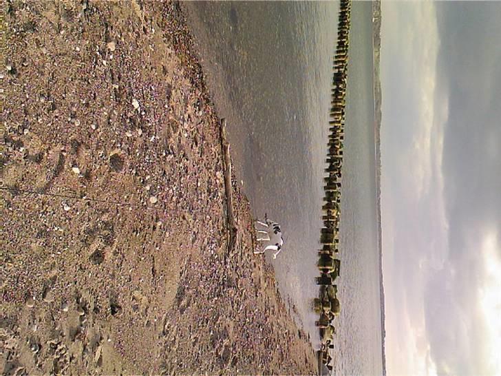 Alaskan husky Venus - Hmm havde nu eller lige vendt disse billeder. Første gang på stranden. billede 7