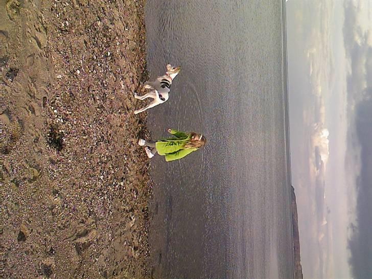 Alaskan husky Venus - To bedste venner på stranden. billede 8