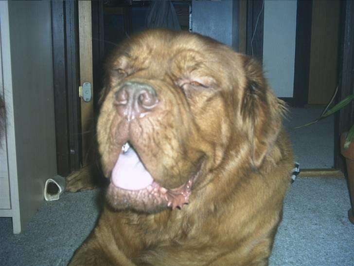 Dogue de bordeaux Tyzon billede 7