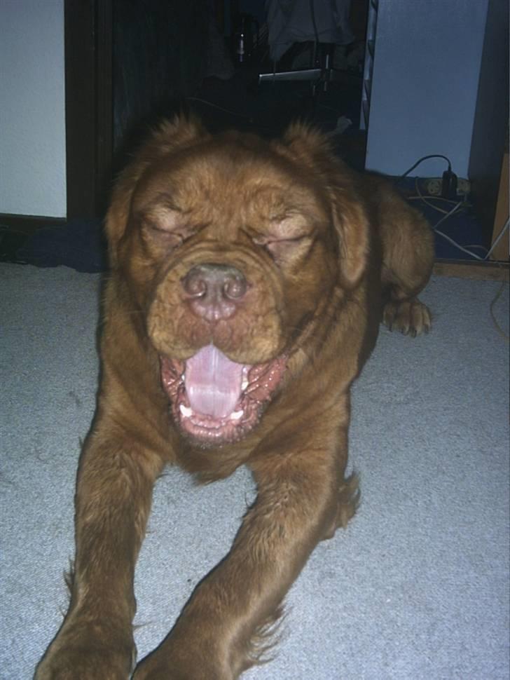 Dogue de bordeaux Tyzon billede 8