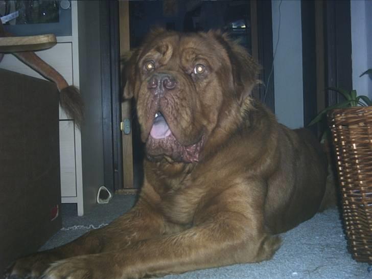 Dogue de bordeaux Tyzon billede 9