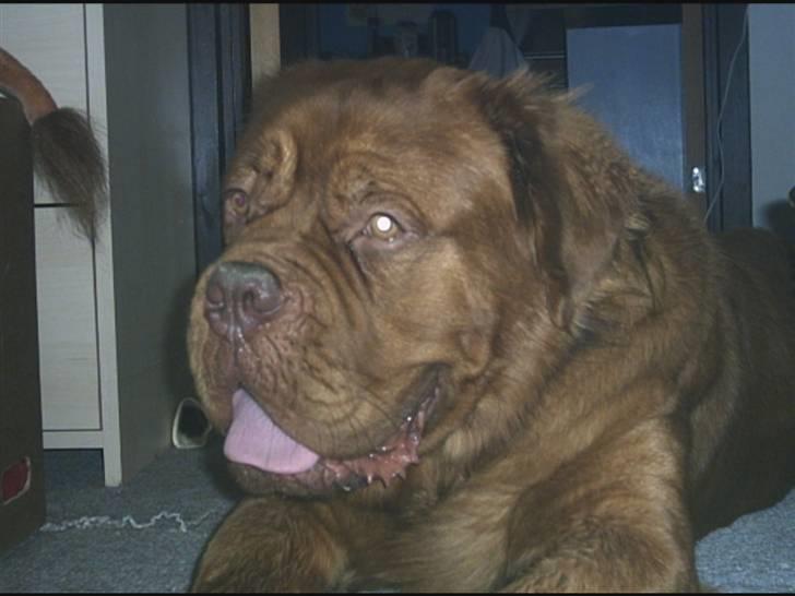 Dogue de bordeaux Tyzon billede 10