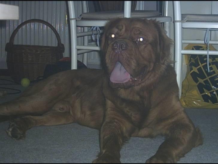 Dogue de bordeaux Tyzon billede 11