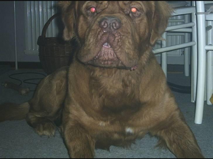 Dogue de bordeaux Tyzon billede 12