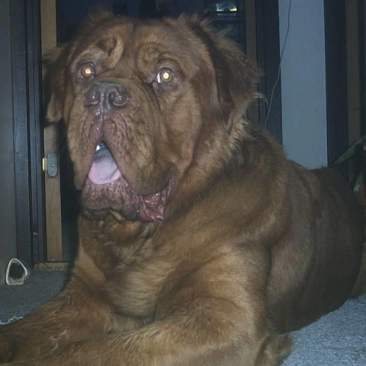 Dogue de bordeaux Tyzon billede 13