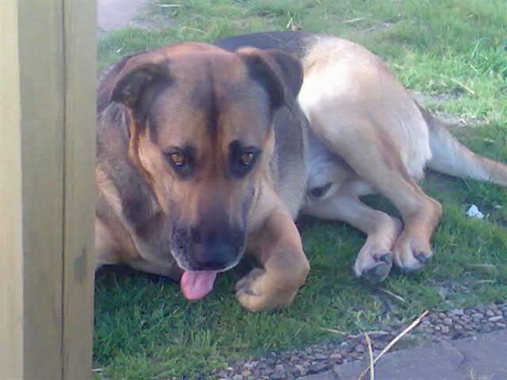 Blanding af racer Karlsen - Karlsen billede 5