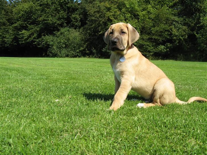 Broholmer Absalon (Balou) - (10 uger)Orv hvor er det en spændende ny verden ! billede 1
