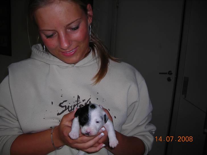 Jack russell terrier Taya R.I.P. :-( billede 8