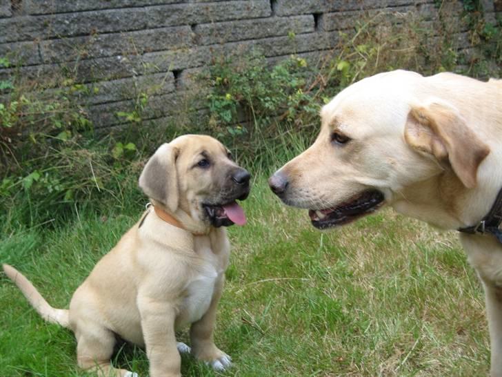 Broholmer Absalon (Balou) - (9 uger) hilser på Luna (RetrieverBlanding) billede 2